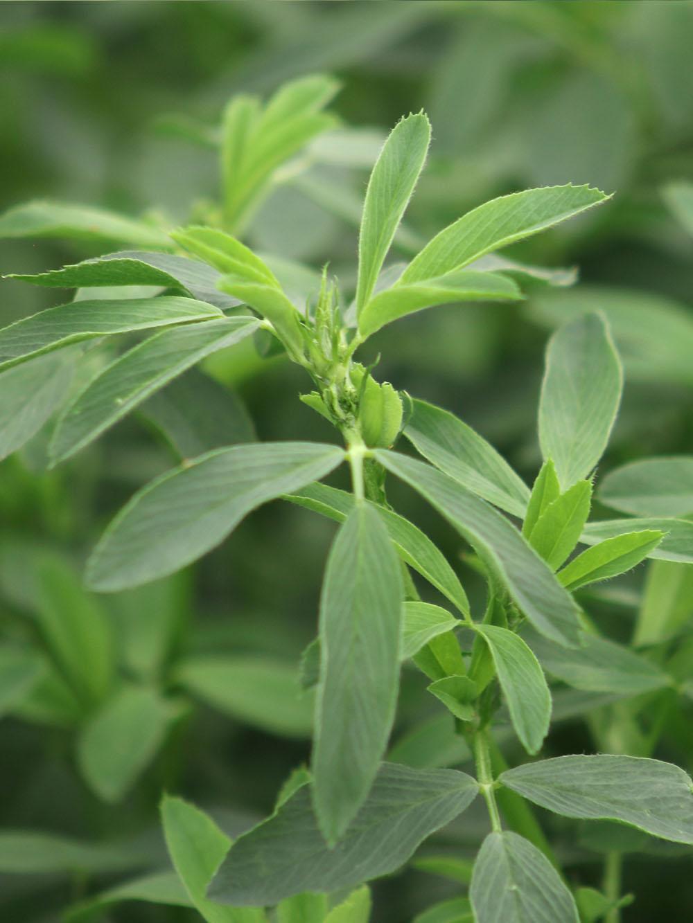 T80128 Alfalfa Mix
